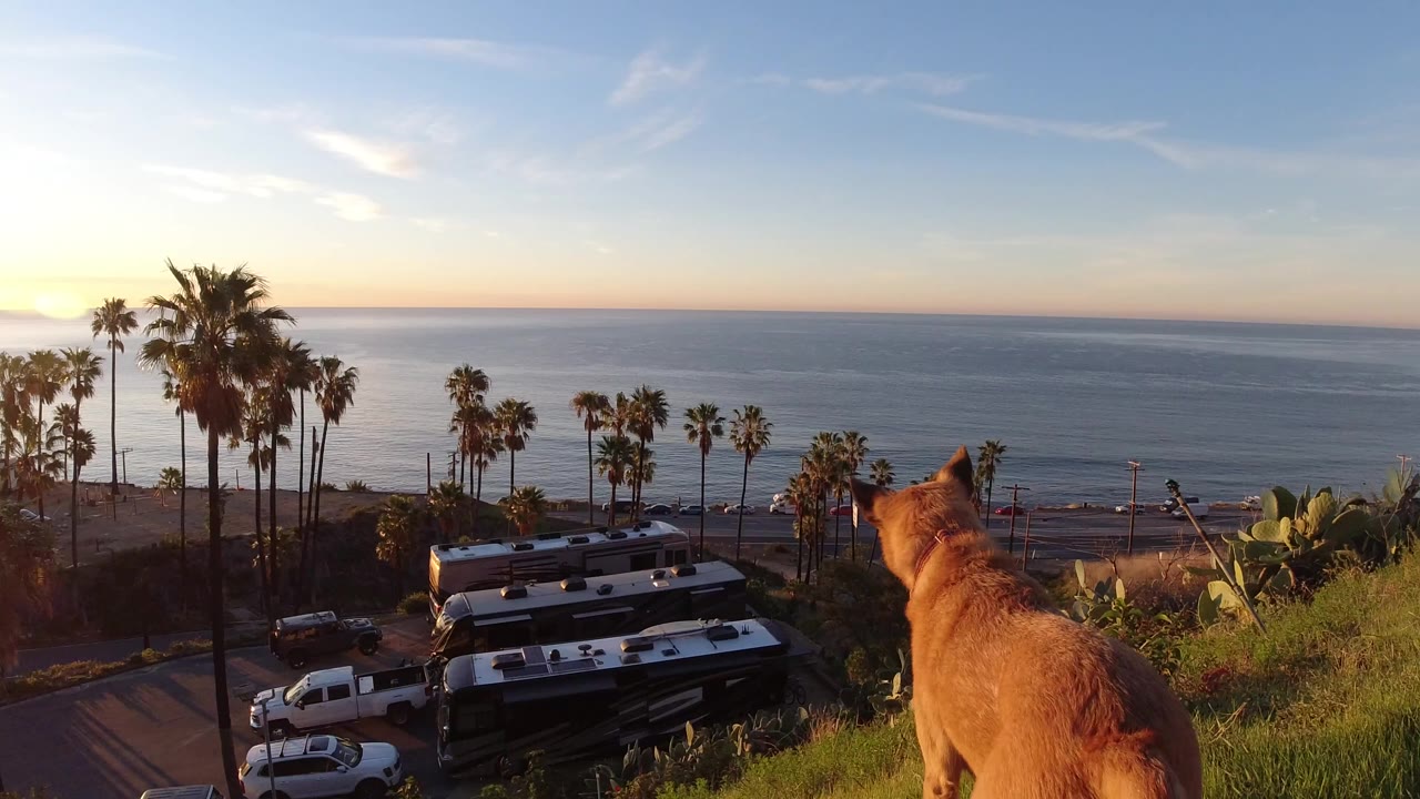 Tan dog seen from behind on a Malibu hillside above parked vehicles, palm trees, a coastal road, and open water, with no visible people.