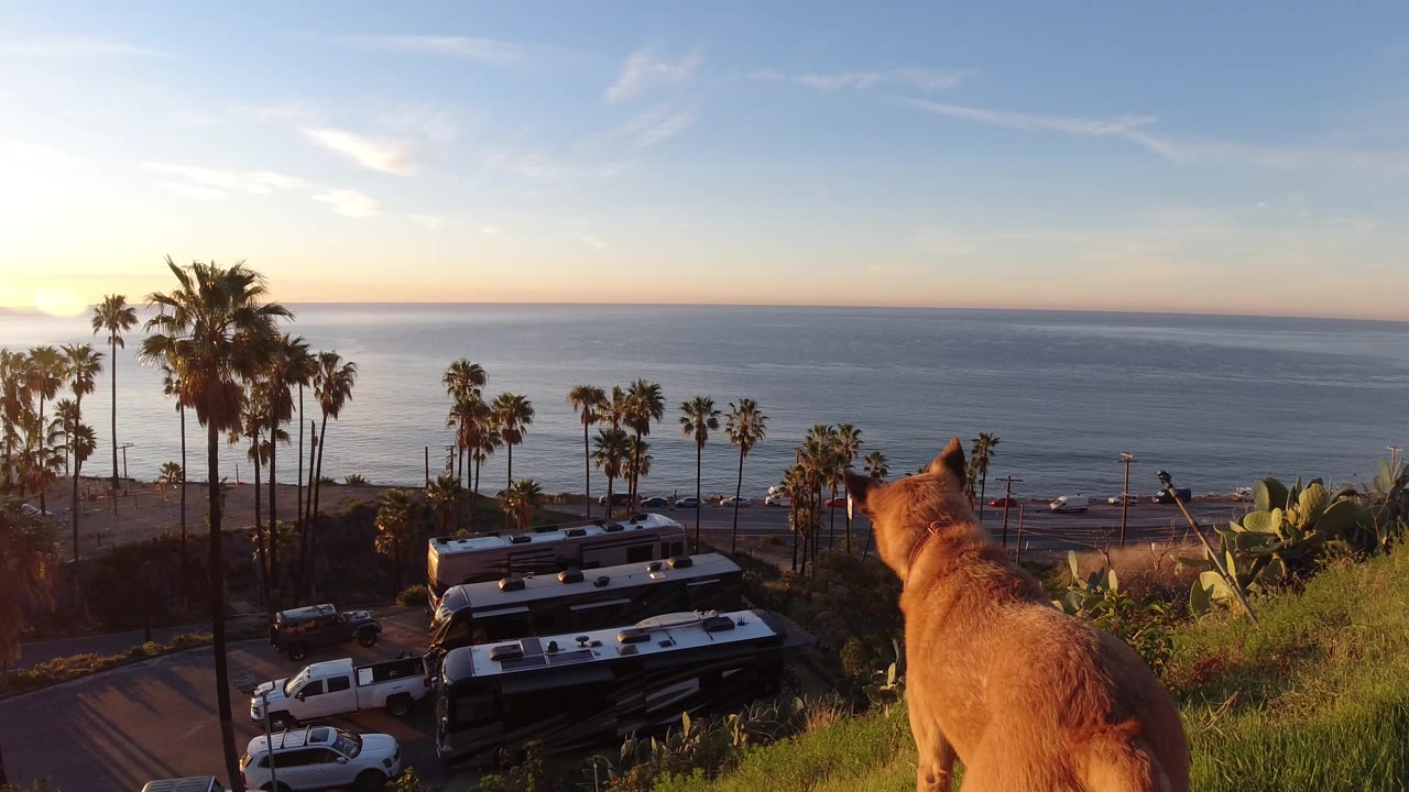 A tan dog stands near the right edge of the Malibu hillside frame, looking toward the ocean beyond palms, parked vehicles, and the road below, with no visible people.