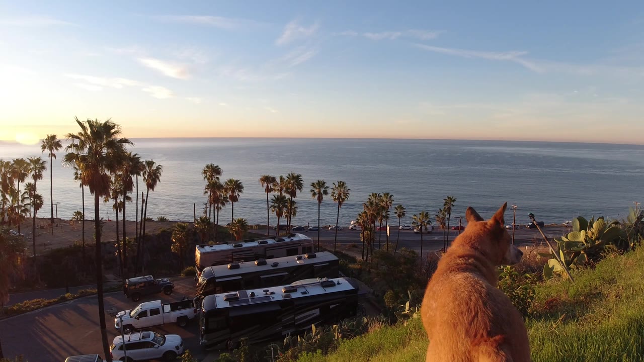 Dog lower in frame on hillside above palm trees and ocean.