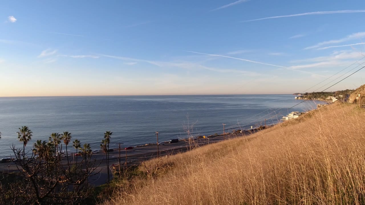 Malibu, California ocean horizon with dry golden grass in the foreground, palm trees near the road below, and no visible people.