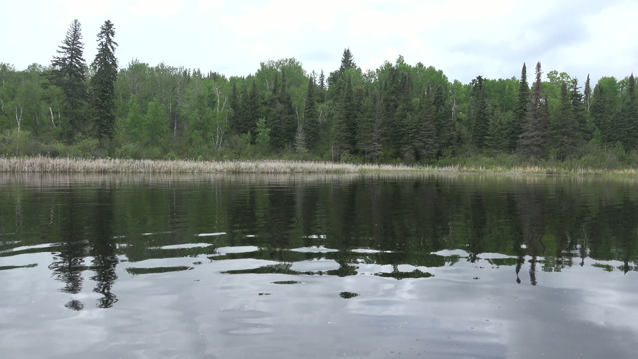 Calm lake water reflecting a tree-lined shore under pale sky.