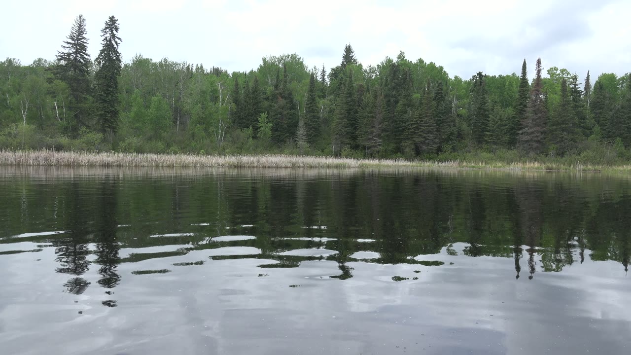 Second frame from Red Lake, Canada with a low view across dark rippled water toward a reed band and mixed forest, with no visible people.