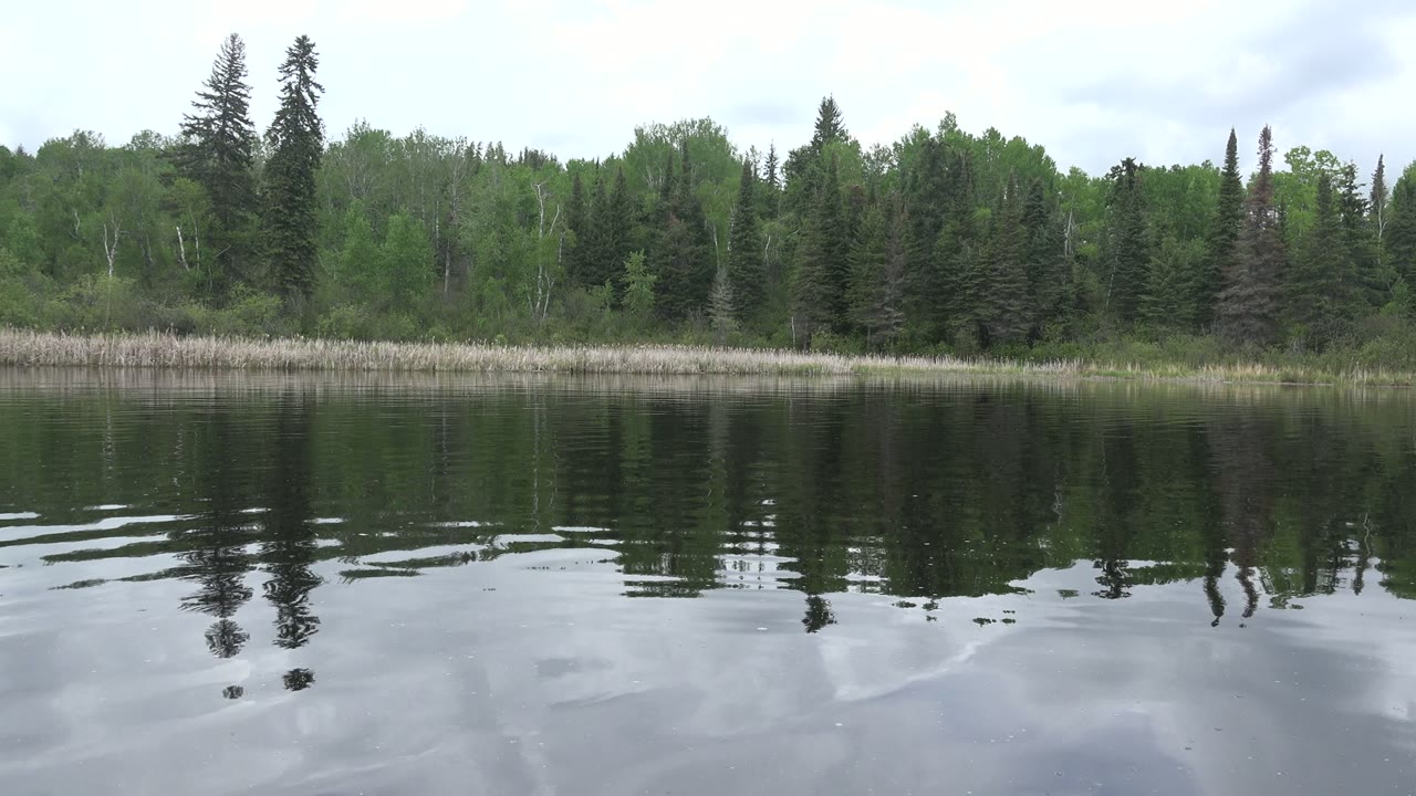 Opening frame of Red Lake, Canada water with a green forest shoreline, pale reeds, dark rippled reflections, and no visible people.