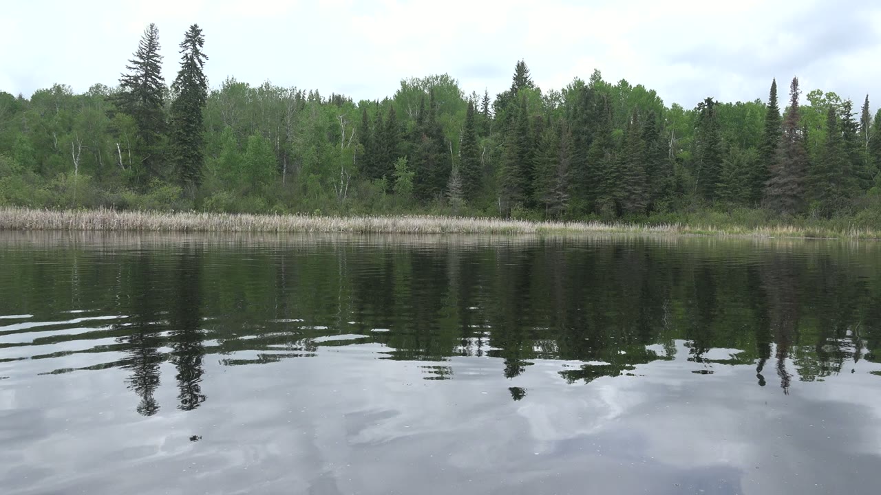 Red Lake, Canada frame with conifers rising above leafy green trees, a reed strip along the bank, wavering water reflections, and no visible people.
