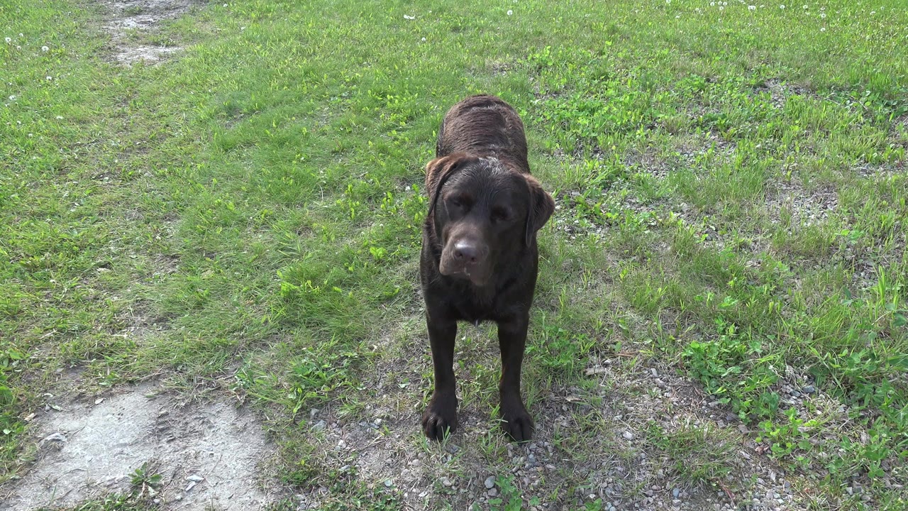 A dark dog faces the camera on patchy grass and pale gravel in Red Lake Canada, with no visible people.