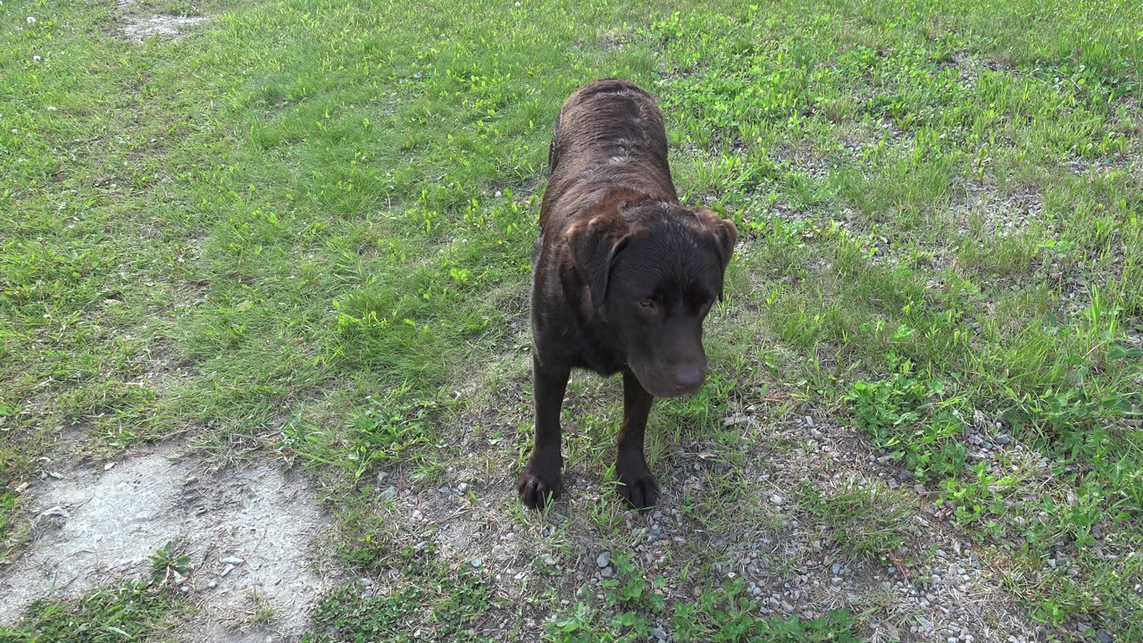 Dark dog turning on grass beside gravel