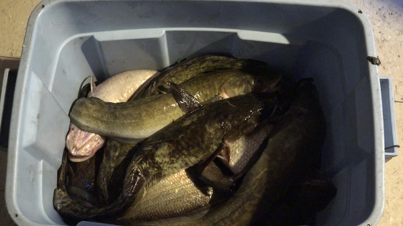 Close overhead view of wet brown and silver fish packed inside a gray plastic tub at Red Lake, Canada, with strong sunlight and no visible people.
