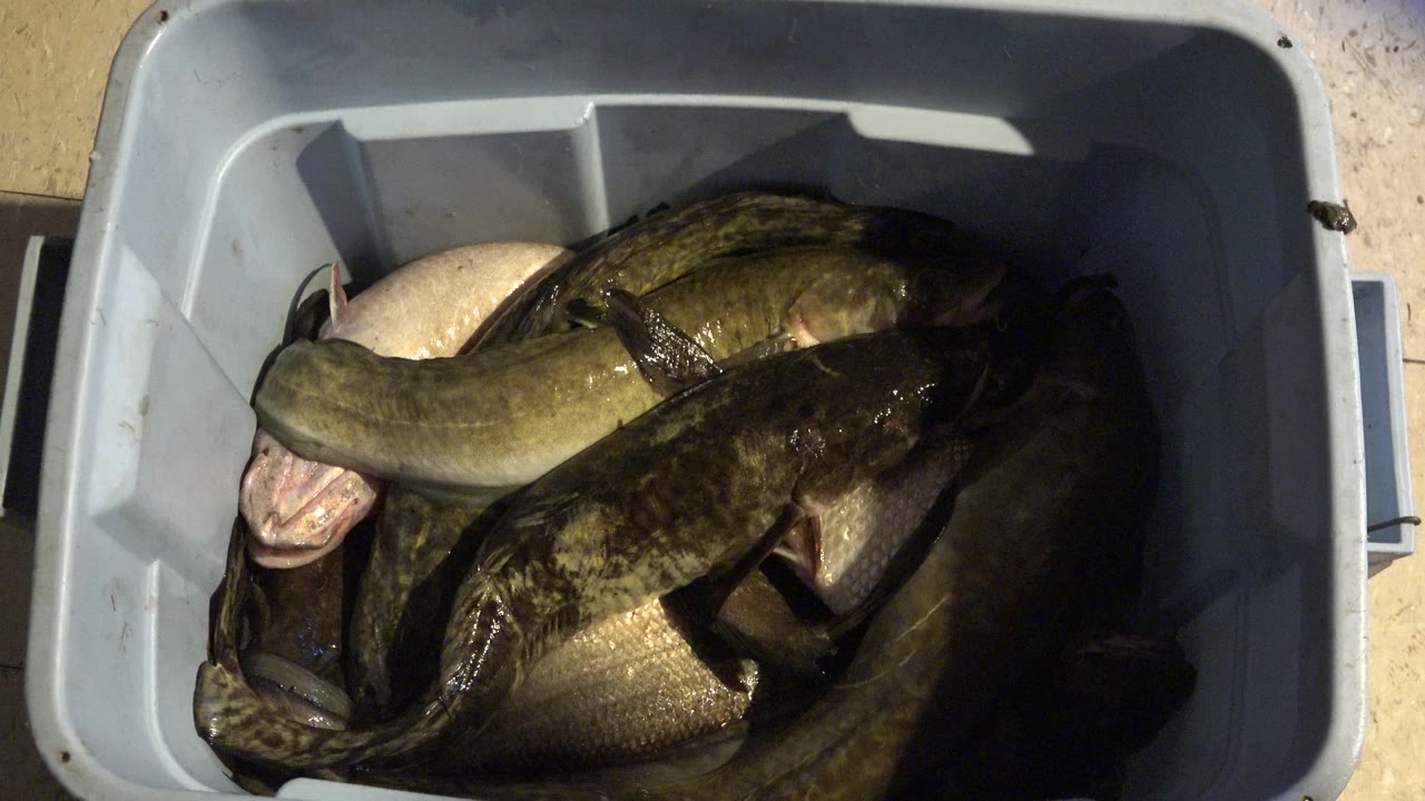 Fish crowded in a plastic bin under direct light.
