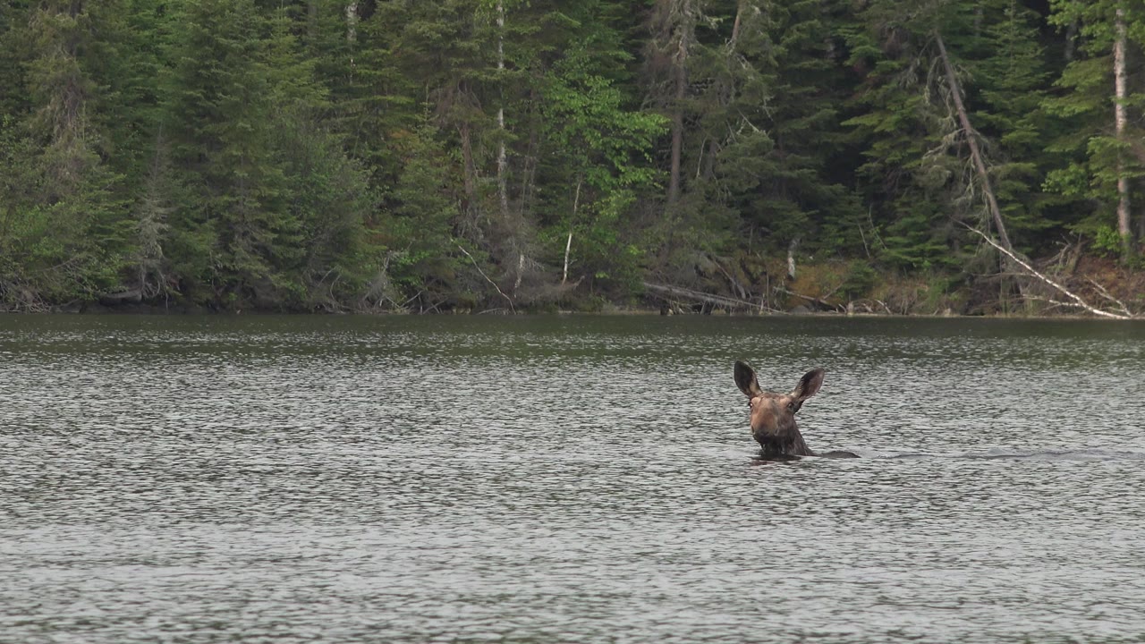 At Red Lake, Canada, a moose-like animal faces the camera with its head and ears above rippled water, backed by dense shoreline trees and no visible people.