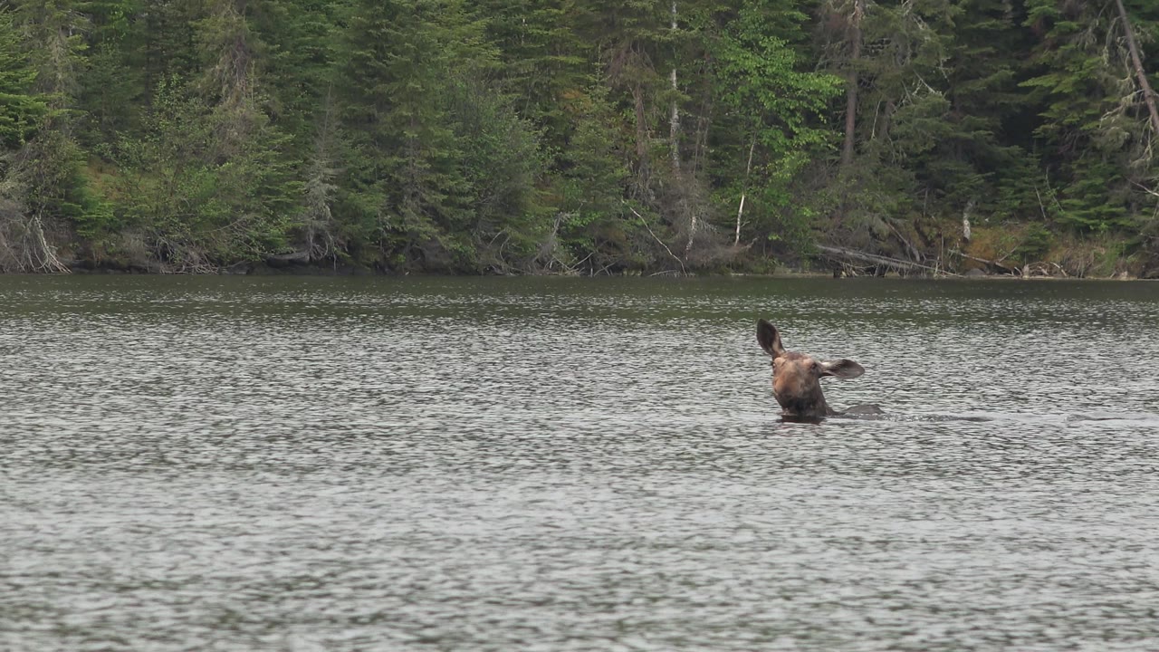 Moose-like animal farther right in the lake with a small wake behind it.