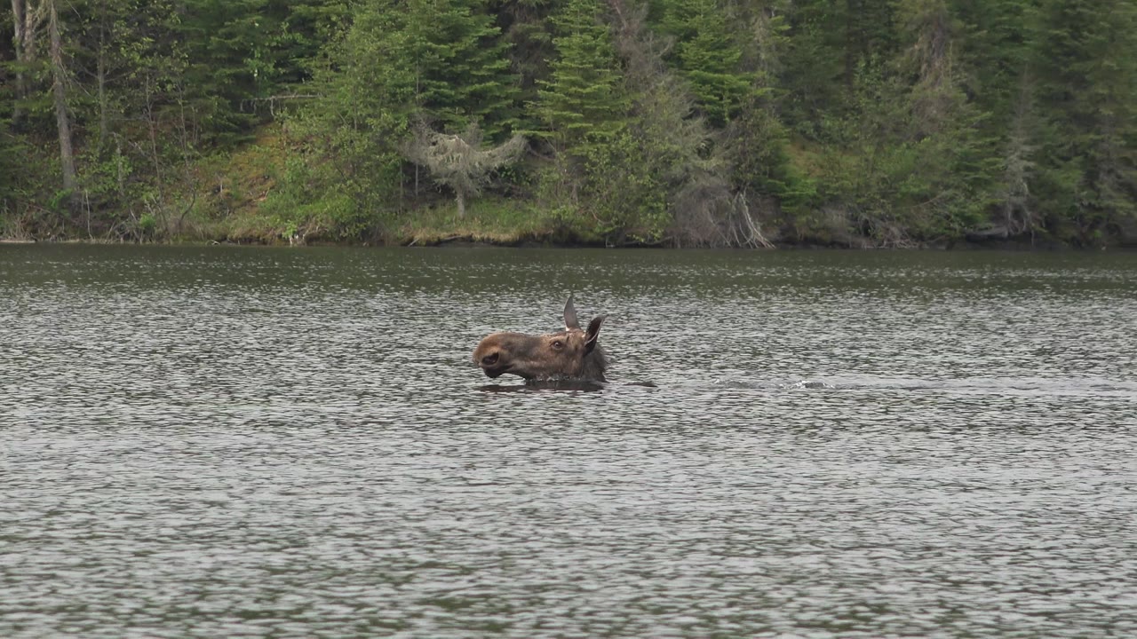 At 0:00, a brown horse is partly submerged in Red Lake, Canada water with ripples around its body, evergreen trees on the far bank, and no visible people.