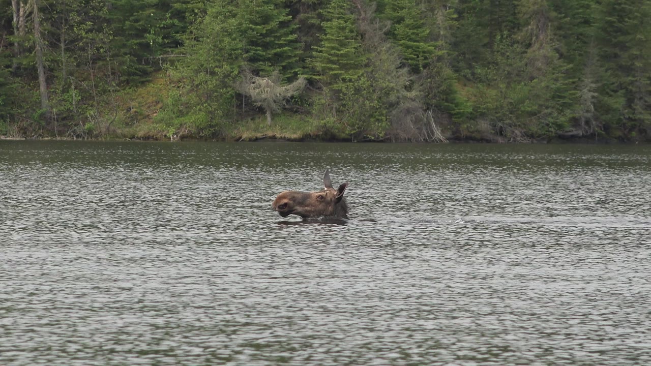 At 0:01, the brown horse remains low in the Red Lake, Canada river, with its head and upper body visible against gray-green water and a dense tree line, with no visible people.