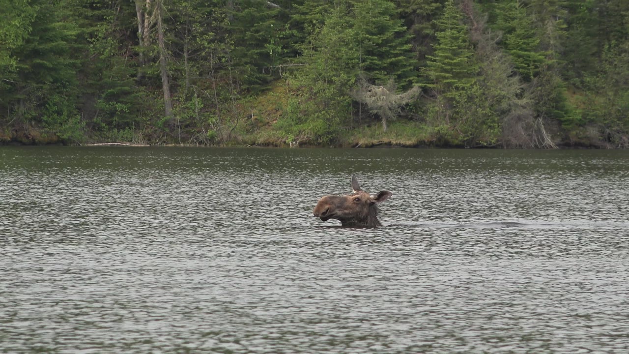 Brown horse farther right in the river with forest shoreline in back.