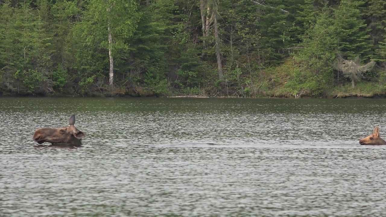 Two brown animals swim across rippled lake water in Red Lake, Canada, with dense green shoreline trees behind them and no visible people.