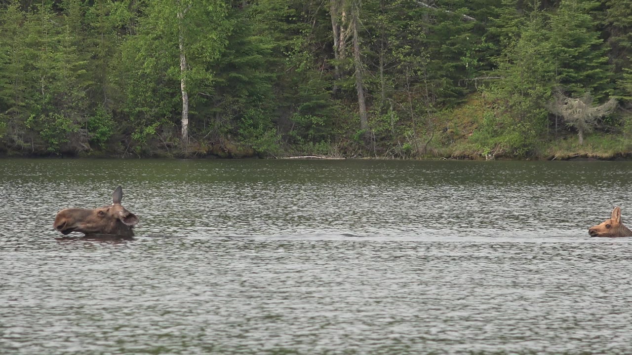 A large brown animal swims near the center-left while a smaller brown animal stays farther right on the Red Lake water, with no visible people.