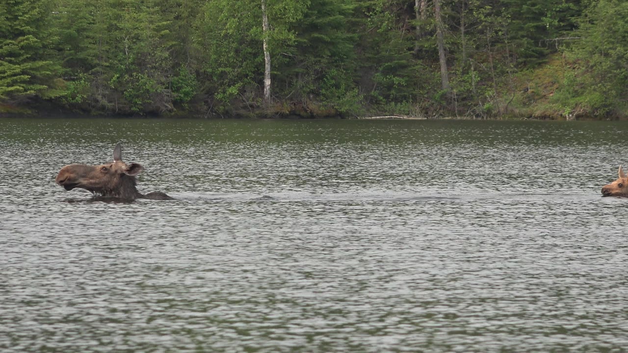 Large animal with head above lake water near forest shore