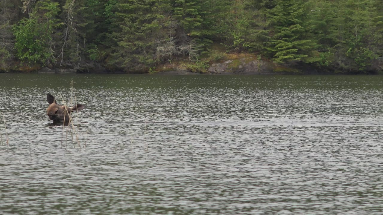 A moose is partly submerged in rippled water near sparse reeds at Red Lake, Canada, with a dense conifer shoreline behind it and no visible people.