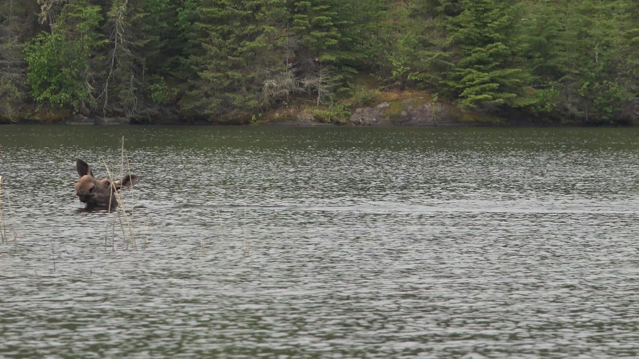 The moose remains in the midground water at Red Lake, Canada, closer to a small reed cluster, with gray-green ripples and dark evergreen trees across the shore, no visible people.
