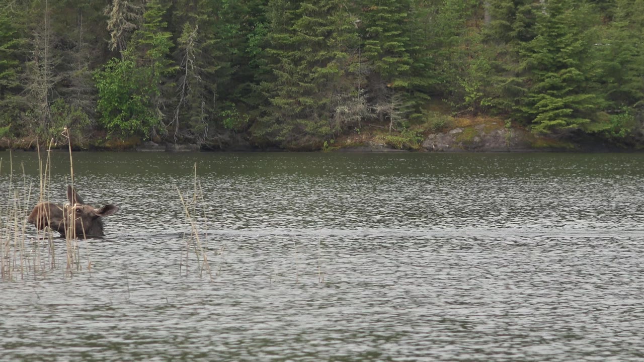 Moose wading beside tall reeds in front of evergreen shoreline