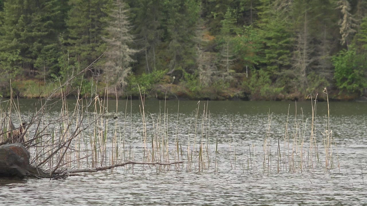 At Red Lake, Canada, a small brown animal is partly visible at the far right of a rippled waterway, with reeds, foreground branches, rocks, evergreen trees, and no visible people.