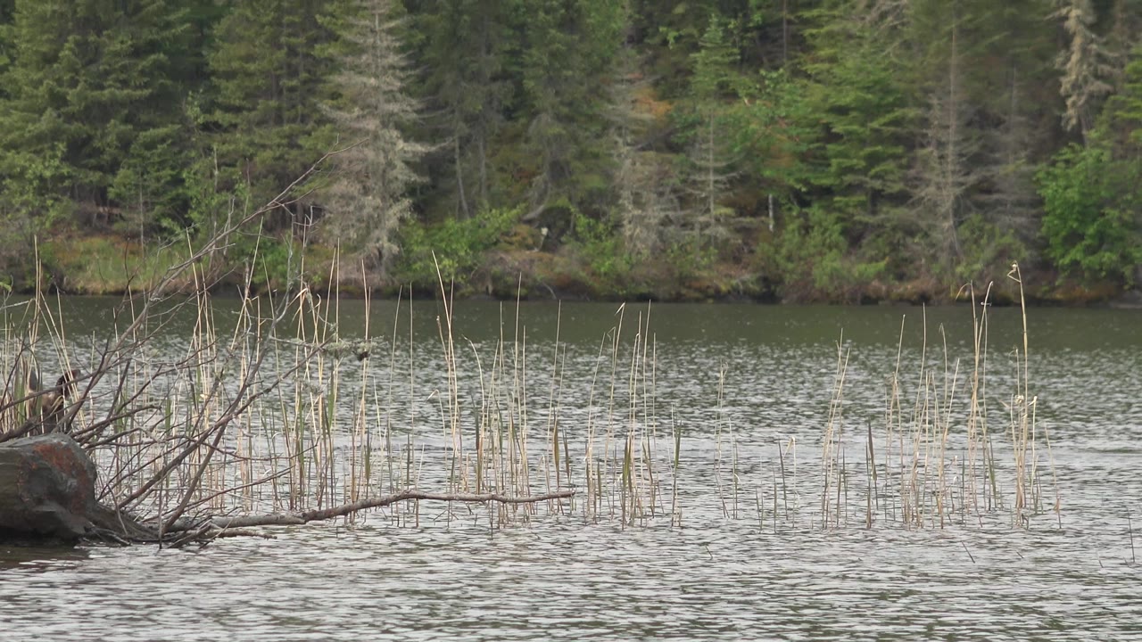 At Red Lake, Canada, the animal remains near the right side of the water as thin reeds stand across the midground, with a fallen branch, rock edge, forest bank, and no visible people.