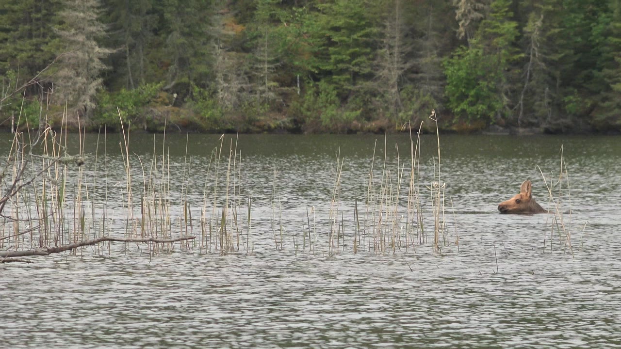 Small animal farther right in rippled water with reeds and dense forest behind.