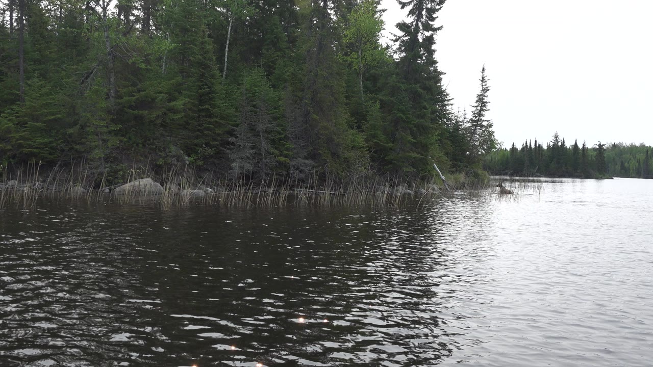 Wide view across dark rippled water toward a reed-lined forest shore in Red Lake, Canada, with rocks and no visible people.