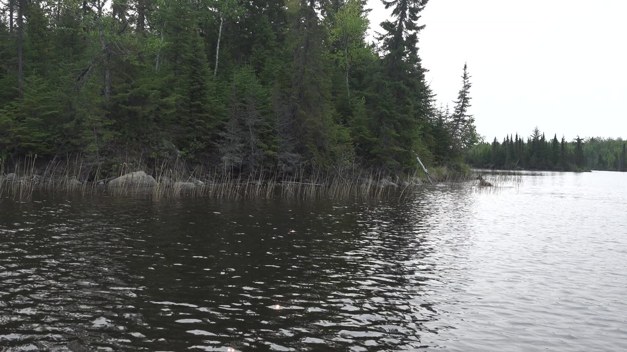 Low view over dark water toward reeds, shoreline rocks, and thick conifer forest in Red Lake, Canada, with no visible people.