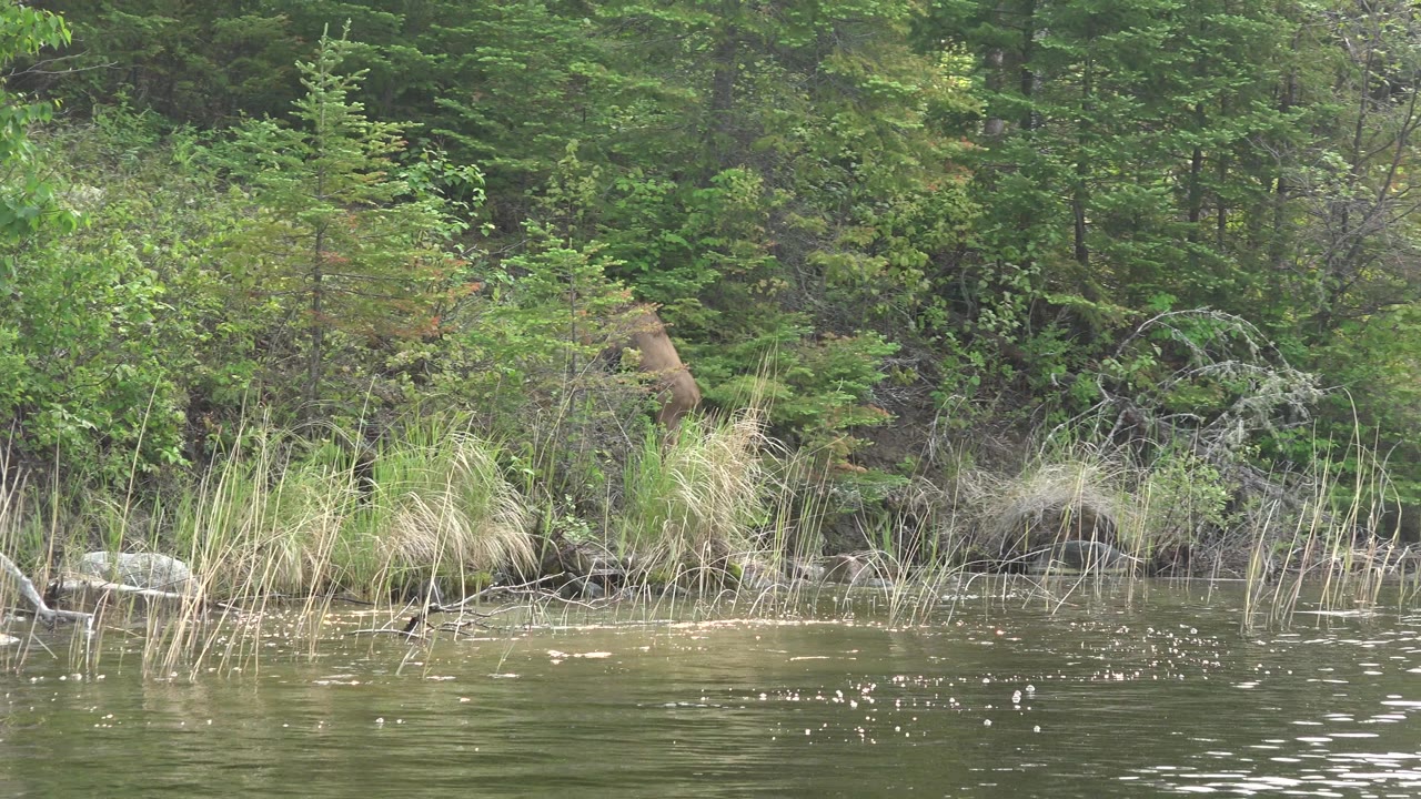 Young moose partly hidden by brush along the Red Lake, Canada shoreline, with still water in front, dense green conifers behind, and no visible people.