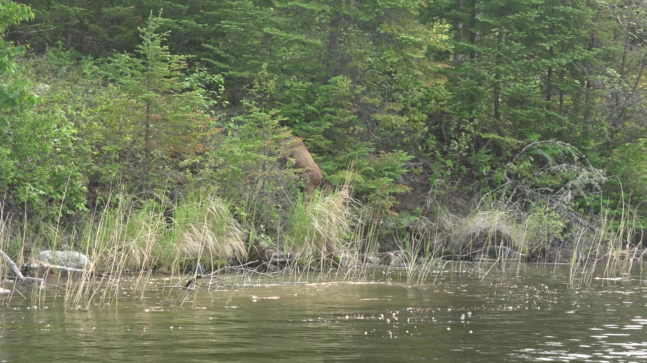 Moose calf stands slightly farther along the brushy Red Lake, Canada bank, with pale reeds, rippled water, shrubs, and dark evergreen trees around it, and no visible people.