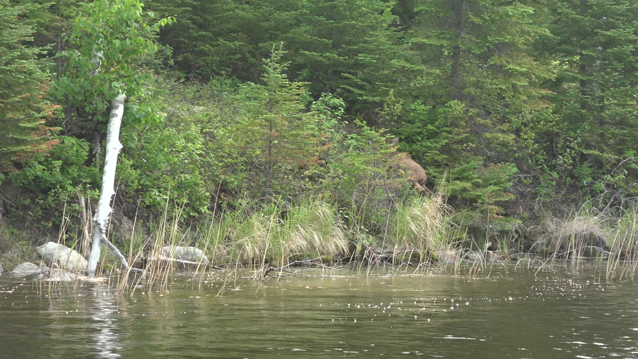 Moose calf near a white tree trunk by the lake