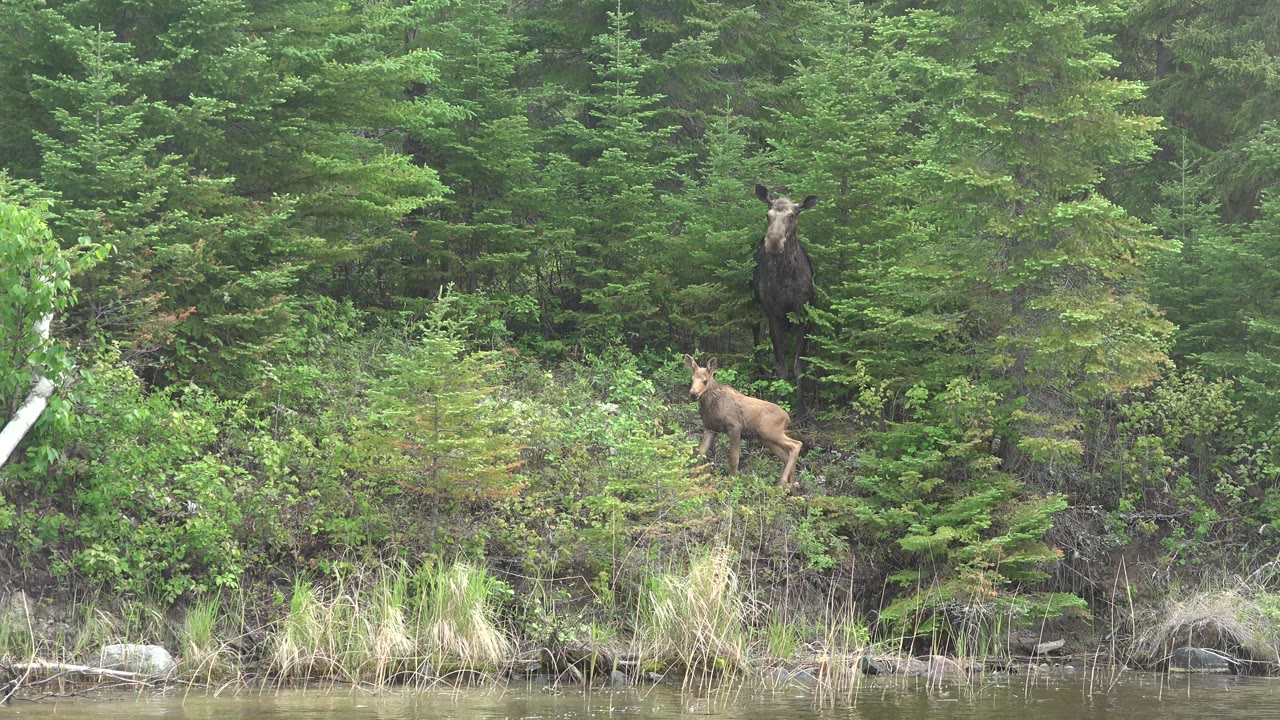 Adult moose stands partly hidden among conifers while a calf faces left in brush near the shoreline at Red Lake, Canada, with no visible people.