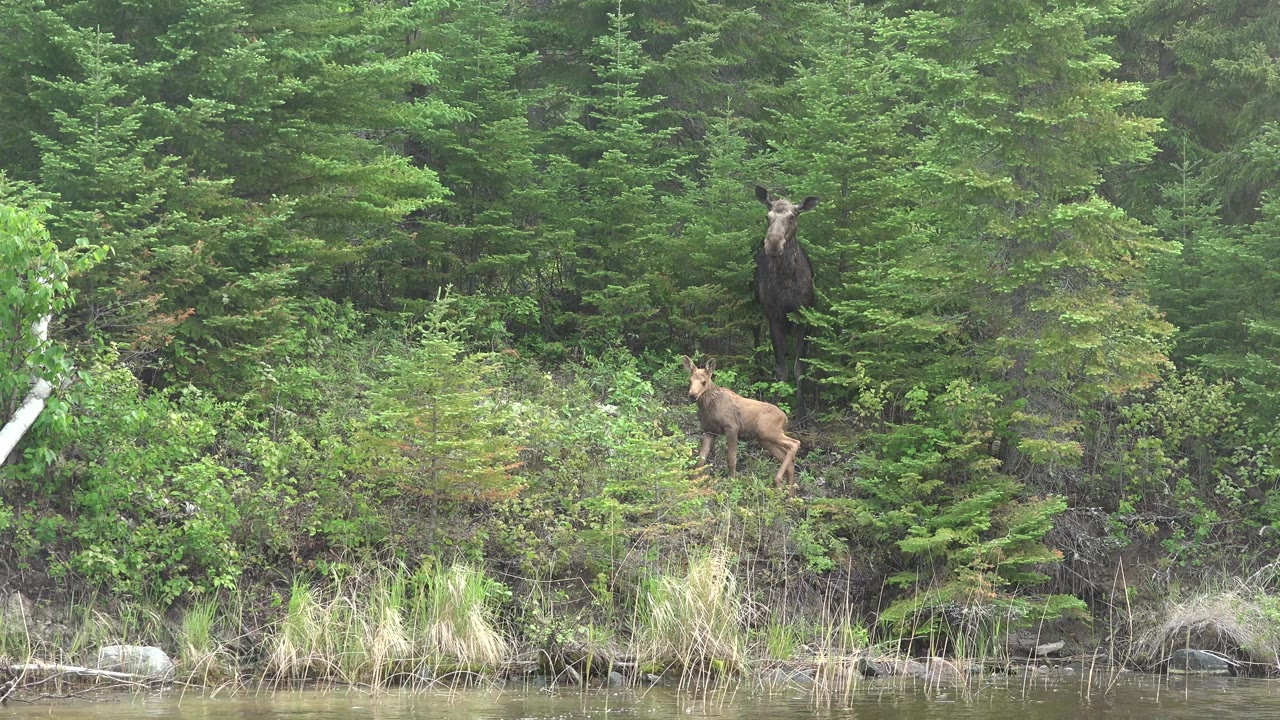 The calf stands in low green brush while the adult moose remains upright and darker in the conifers behind it at Red Lake, Canada, with no visible people.