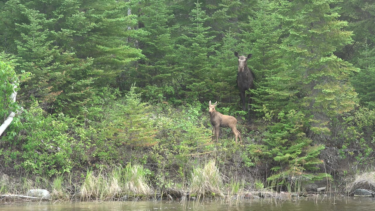 Calf looking across brush with adult moose in forest