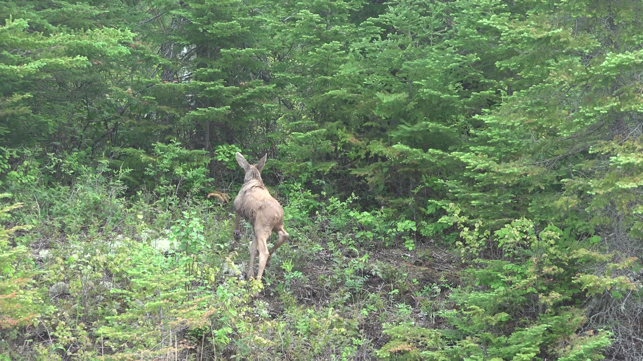A young deer seen from behind steps into dense green forest brush in Red Lake, Canada, with no visible people.