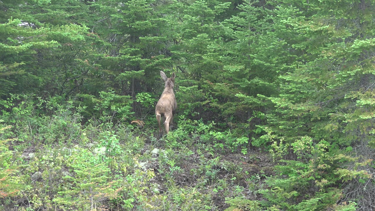 Deer partly hidden by forest branches