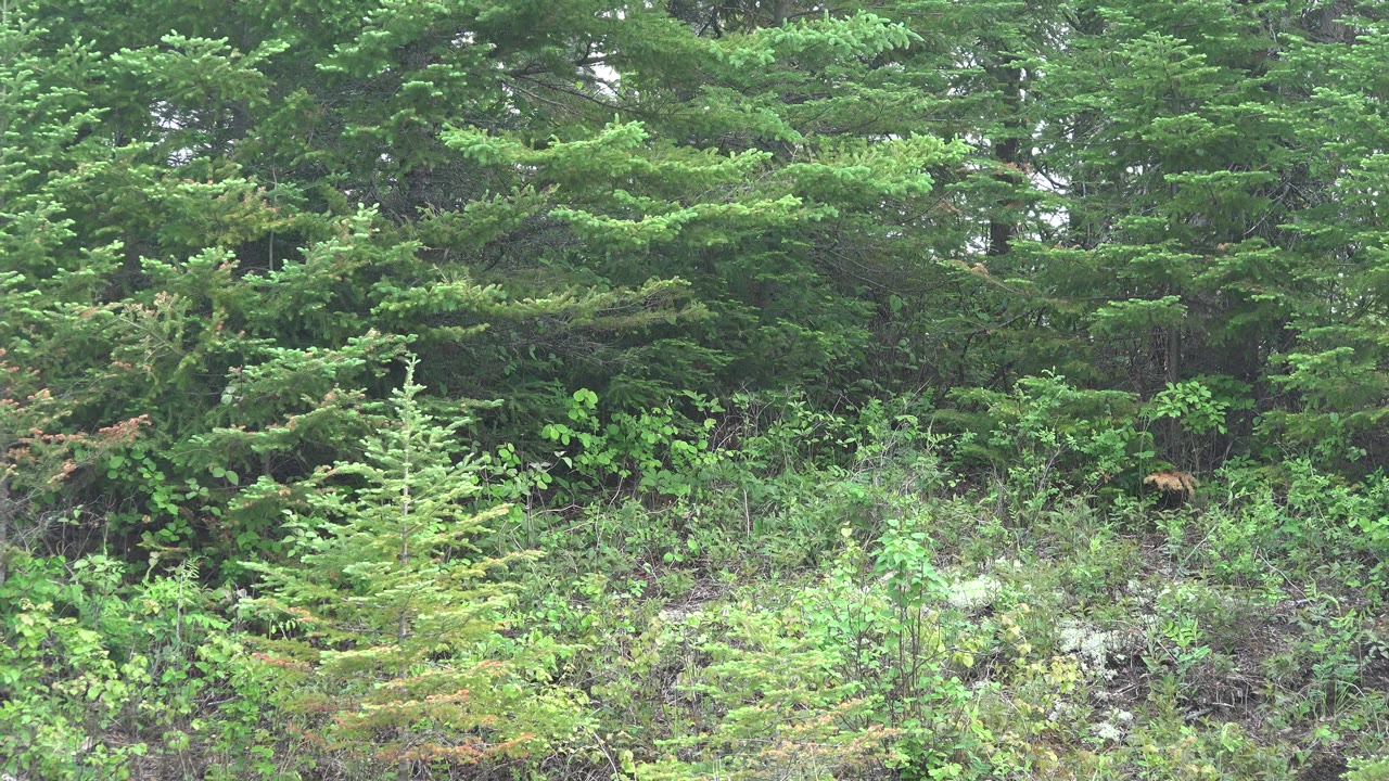 Dense green forest in Red Lake, Canada with layered conifer branches, low shrubs, pale ground cover, and no visible people.