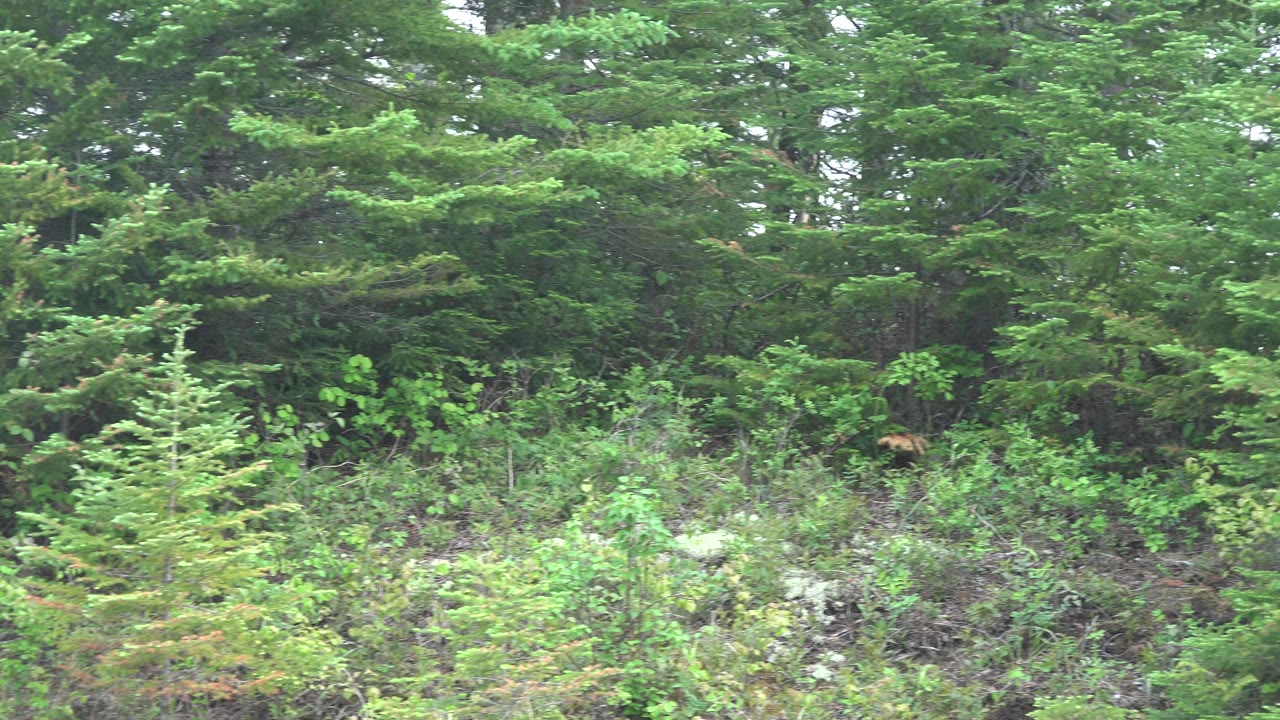 Evergreen trees and bright undergrowth filling the frame.