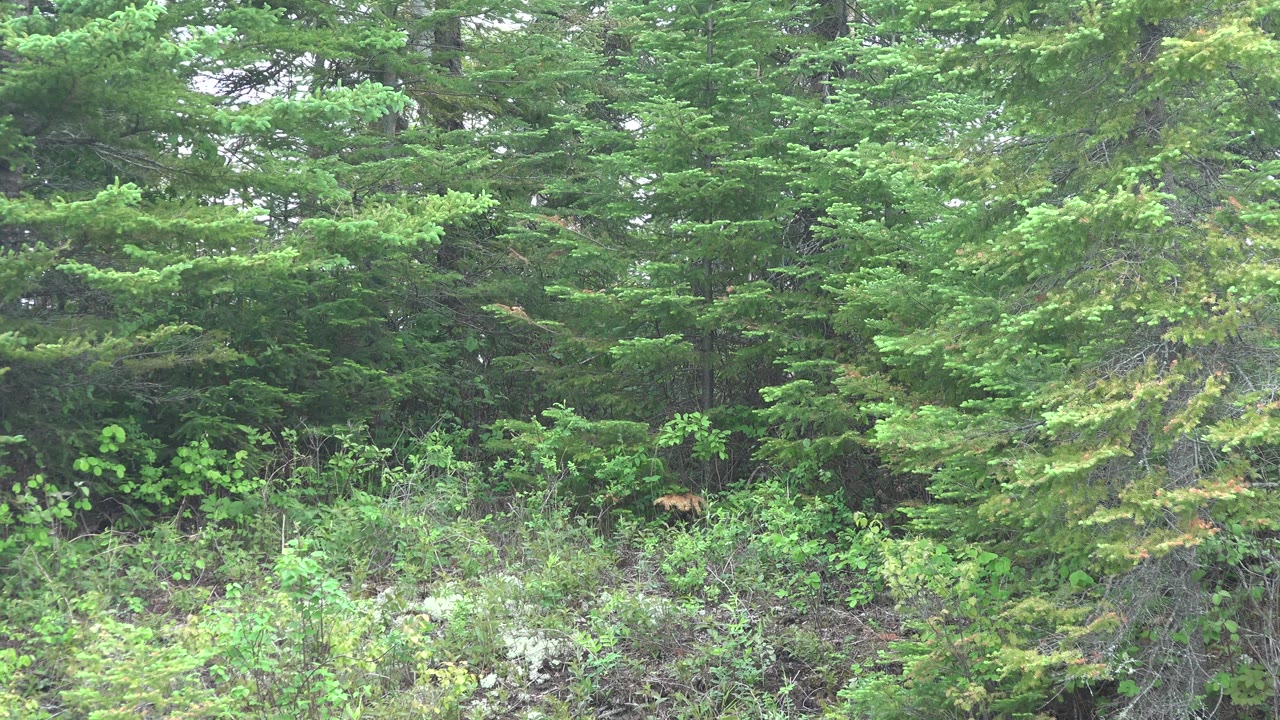 Dense green conifers and brush at a forest edge