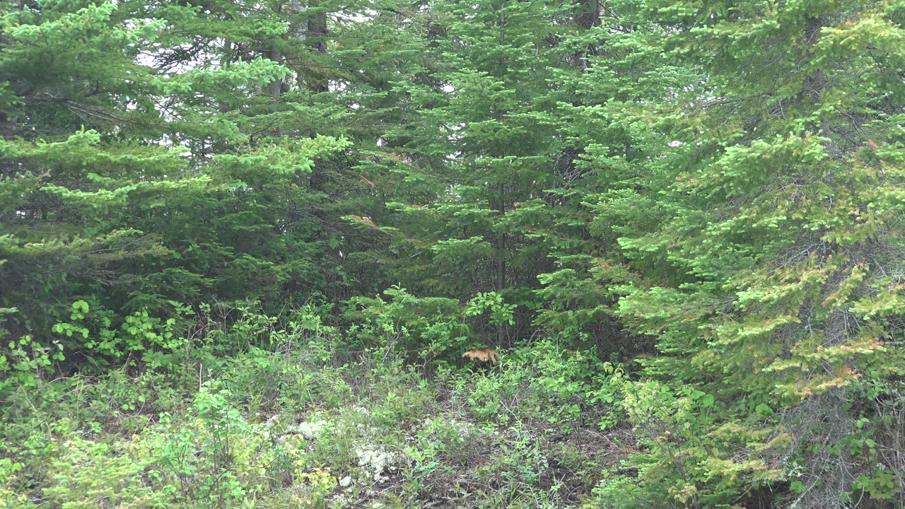 Evergreen branches, shrubs, and pale ground cover dominate the Red Lake forest edge, with no visible people.