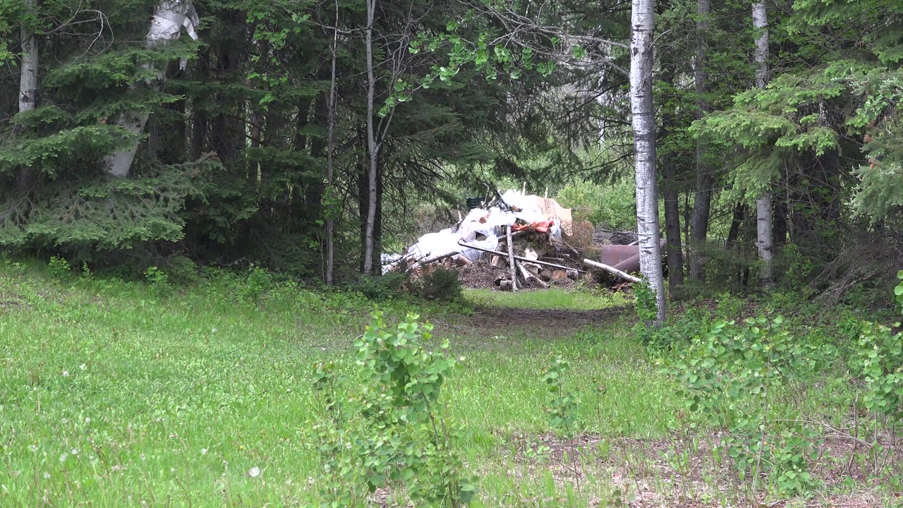 Forest clearing with debris pile seen through trees