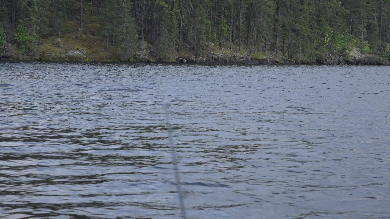 Red Lake, Canada water shows small surface waves across the foreground, with a continuous dark green tree line behind it and no visible people.
