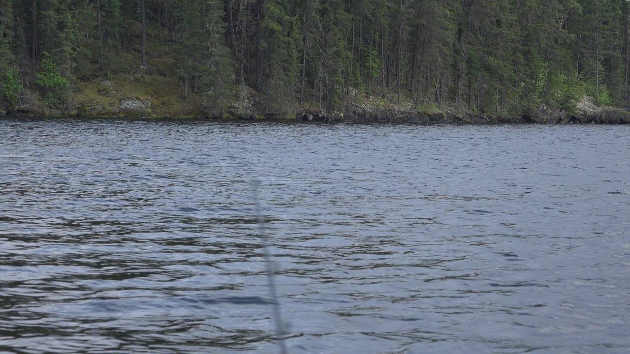 Broad lake water and shaded forest along the far shore