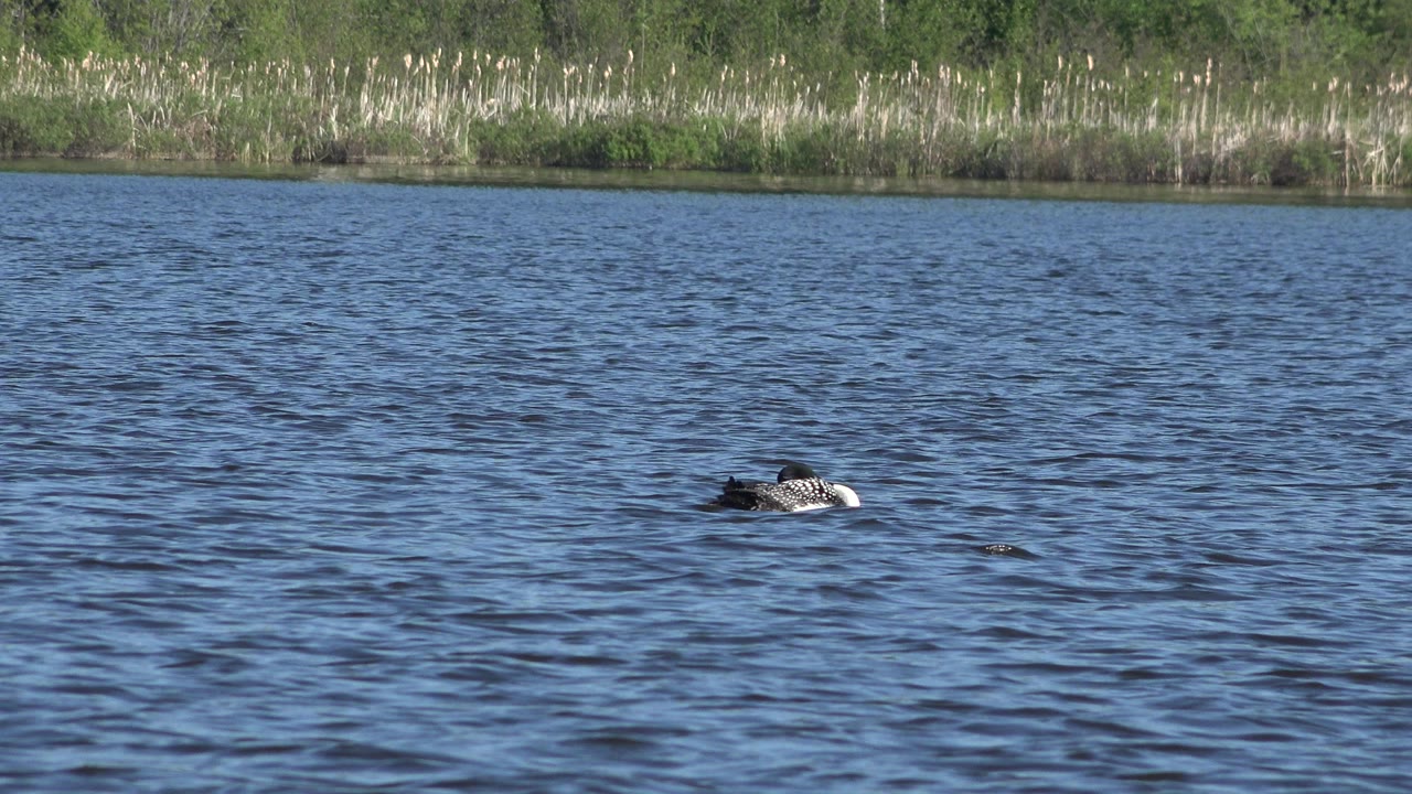 A duck swims across blue rippled pond water in Red Lake, Canada, with pale reeds and green trees on the far shore and no visible people.