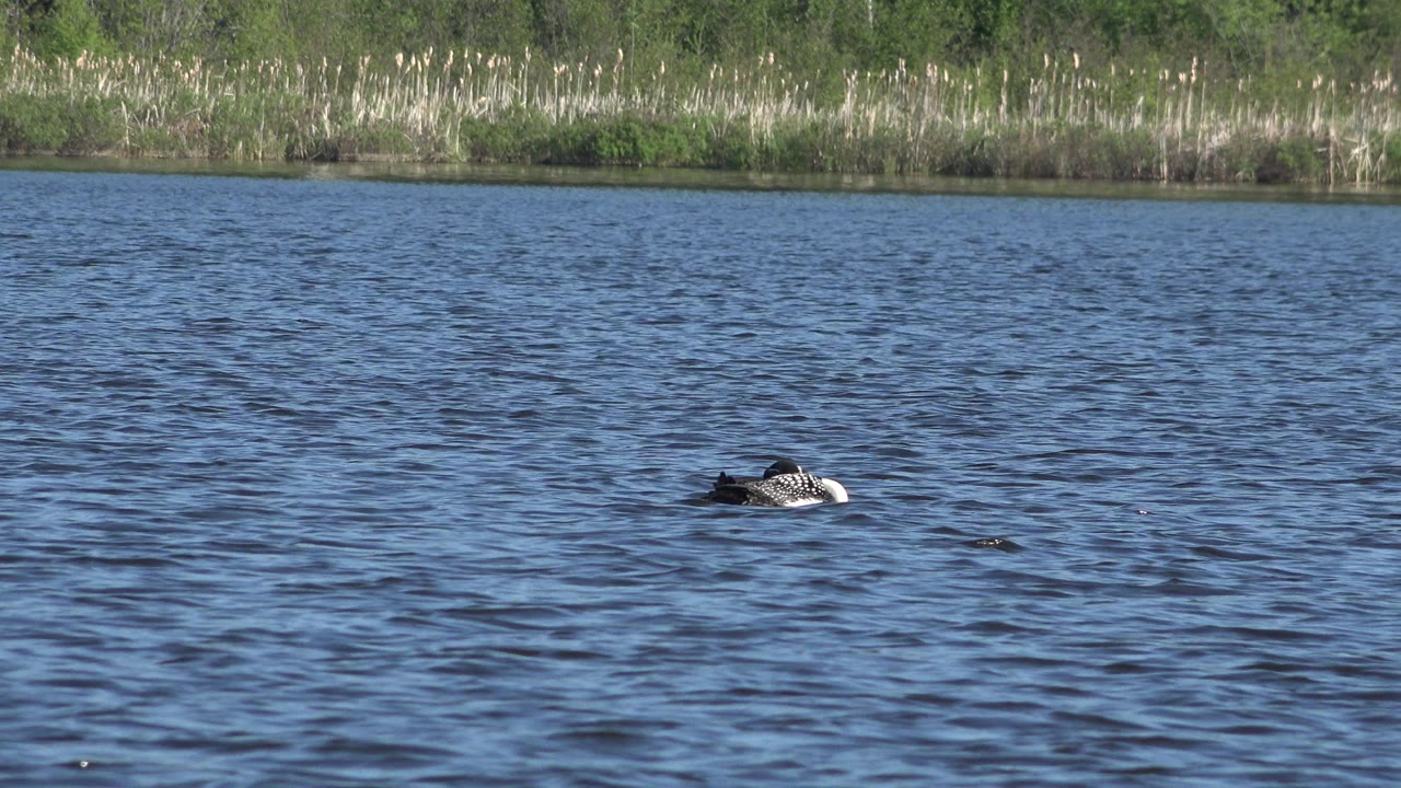 The duck continues across open blue pond water in Red Lake, Canada, with small wind ripples and a narrow band of reeds and trees in the background, no visible people.