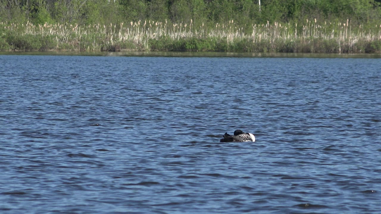 Duck on the right side of a rippled pond with shoreline vegetation behind.