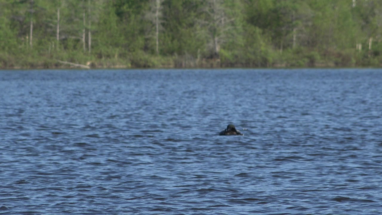 A dark bird floats low near the left side of rippled blue water in Red Lake, Canada, with a green forest shoreline behind it and no visible people.