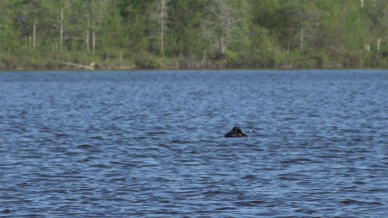 A small dark bird remains low in the middle of the blue pond surface in Red Lake, Canada, with gentle wave texture and a soft green treeline beyond, and no visible people.