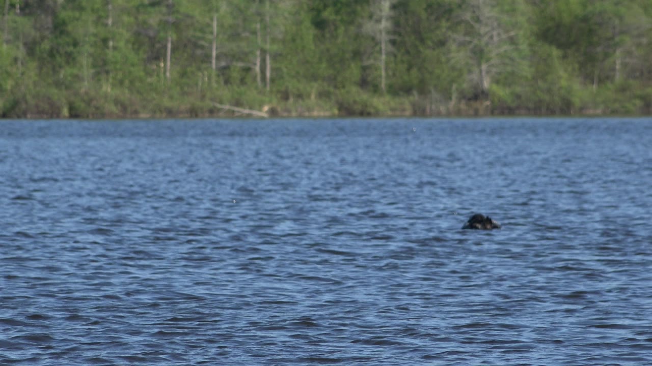 Dark bird near right side of rippled lake with forest background
