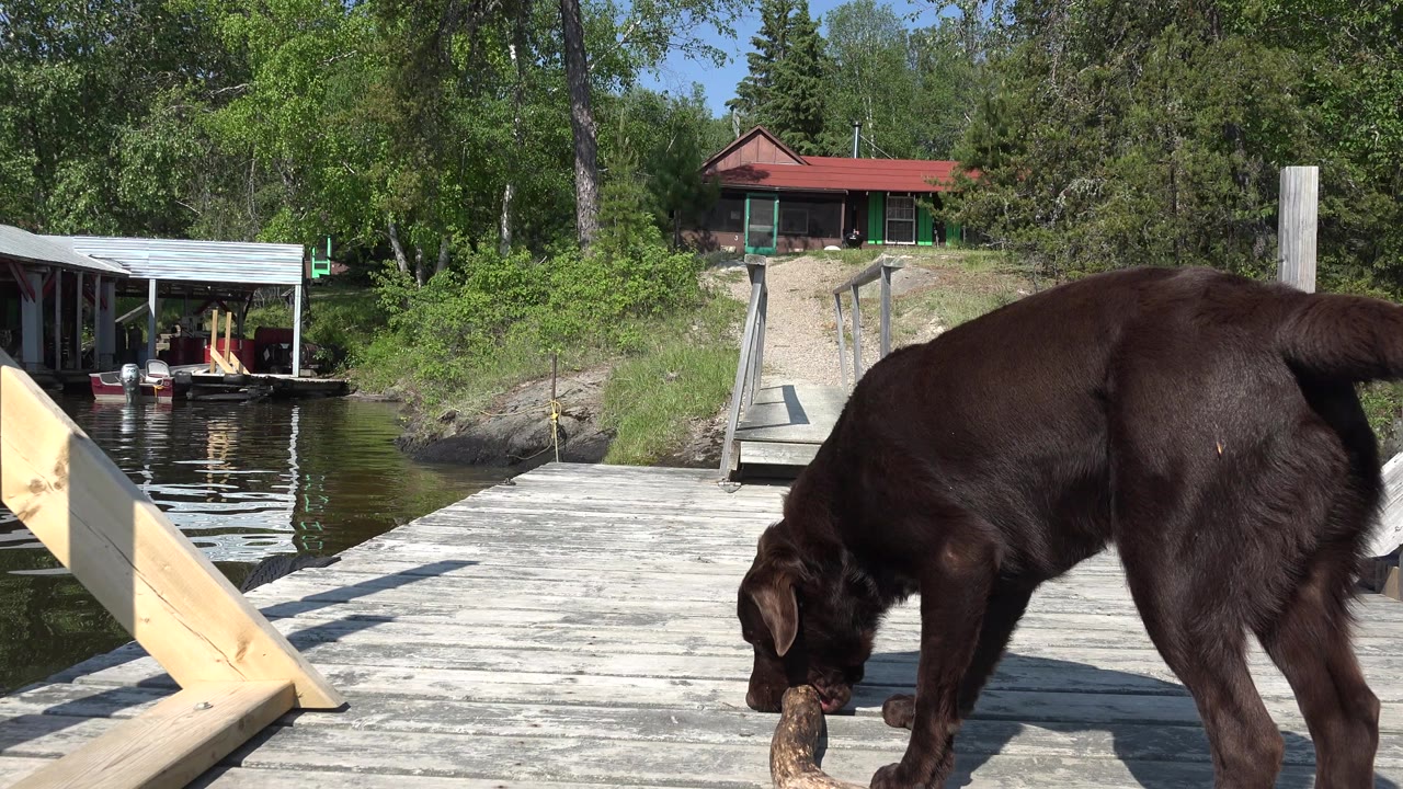 At Red Lake, Canada, a dark brown dog bends down over a stick on a sunlit wooden dock, with water, a covered dock, trees, and a red-roofed cabin behind it, and no visible people.